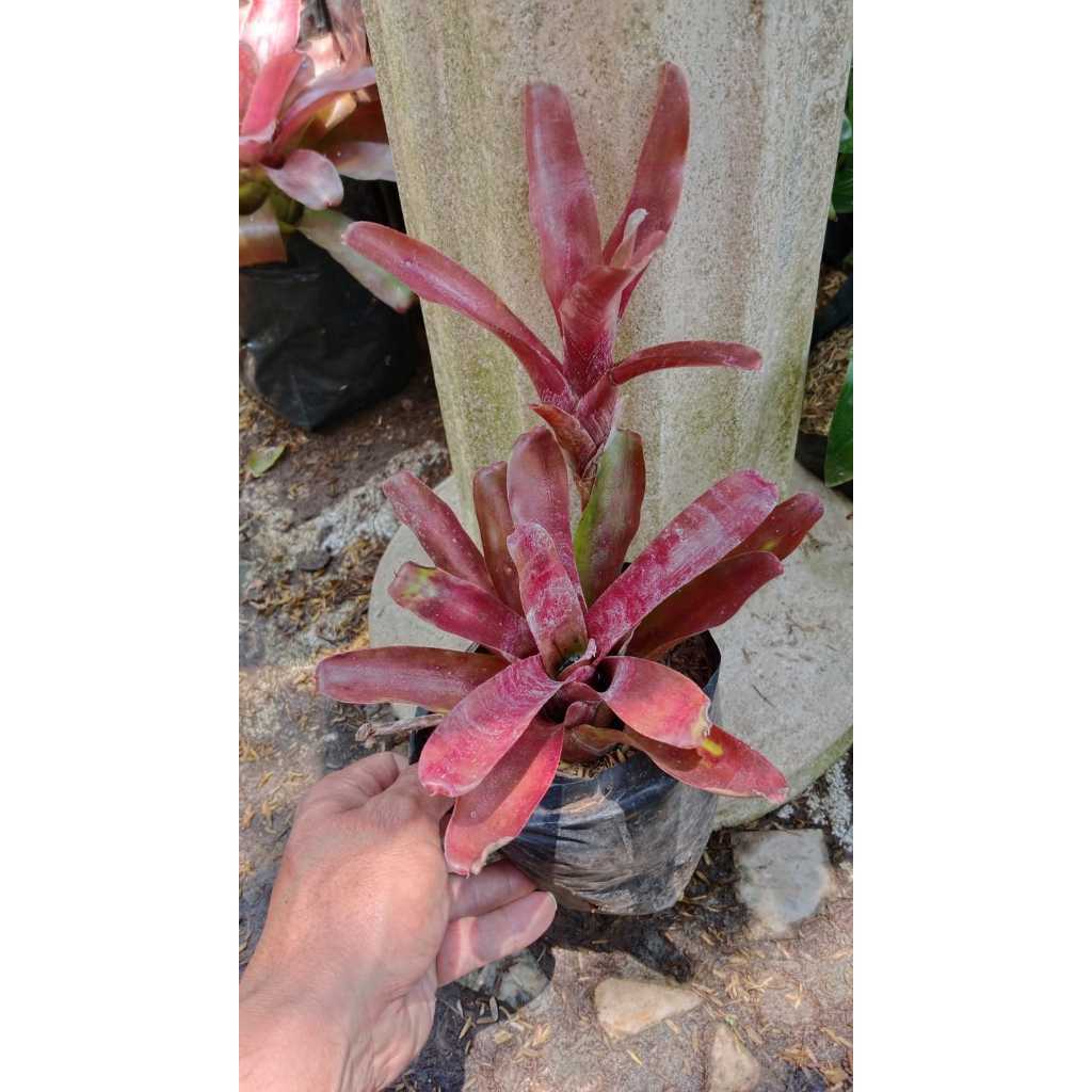Bromelia Bliss: Transform Your Garden with Exotic Beauty