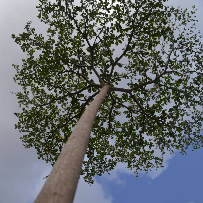 Terminalia Mantaly H. Perrier, Madagascar Almond, Umbrella Tree, 小叶欖仁