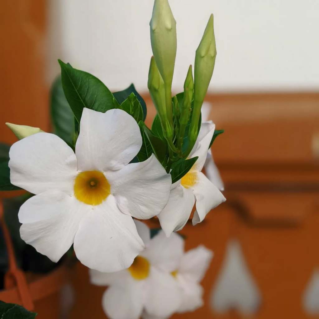 Mandevilla Sanderi 'My Fair Lady', Dipladenia sanderi 'My Fair Lady'