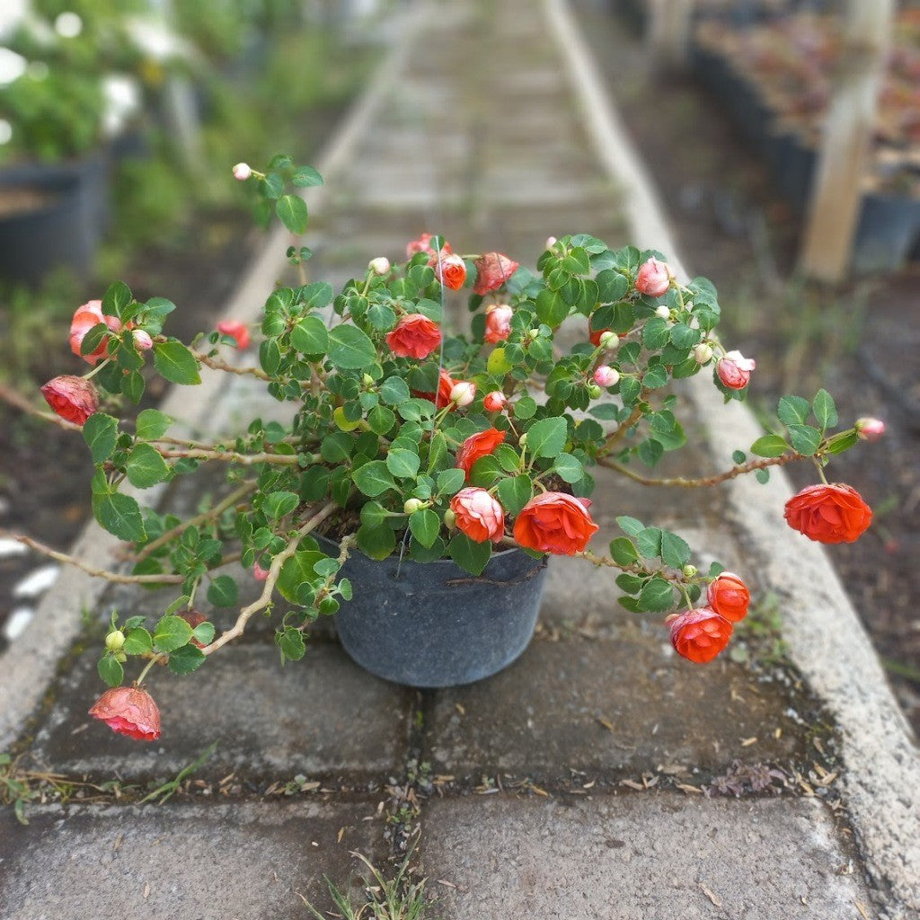 Double Petal Impatiens