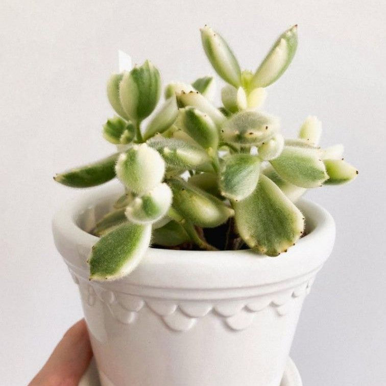 Cotyledon Tomentosa, Cotyledon