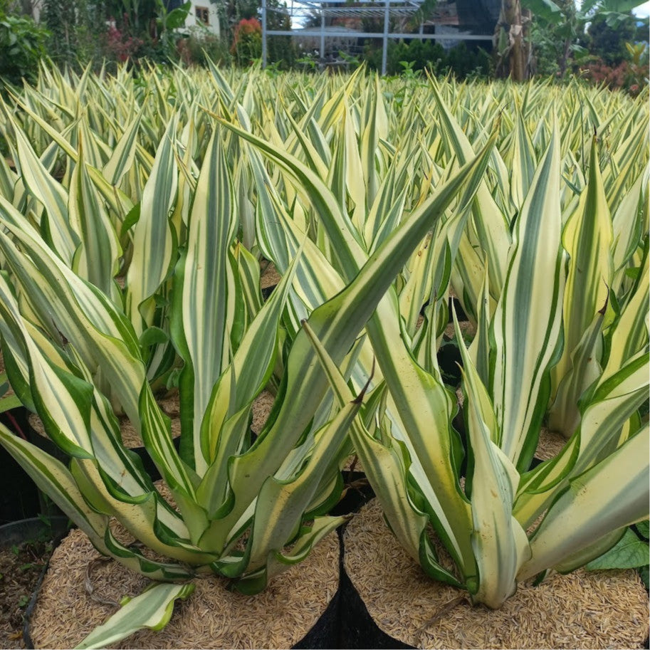 Furcraea Foetida 'Striata', Giant False Agave