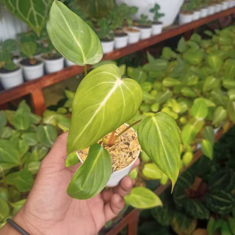 Philodendron Mcdowell x Philodendron Gloriusum