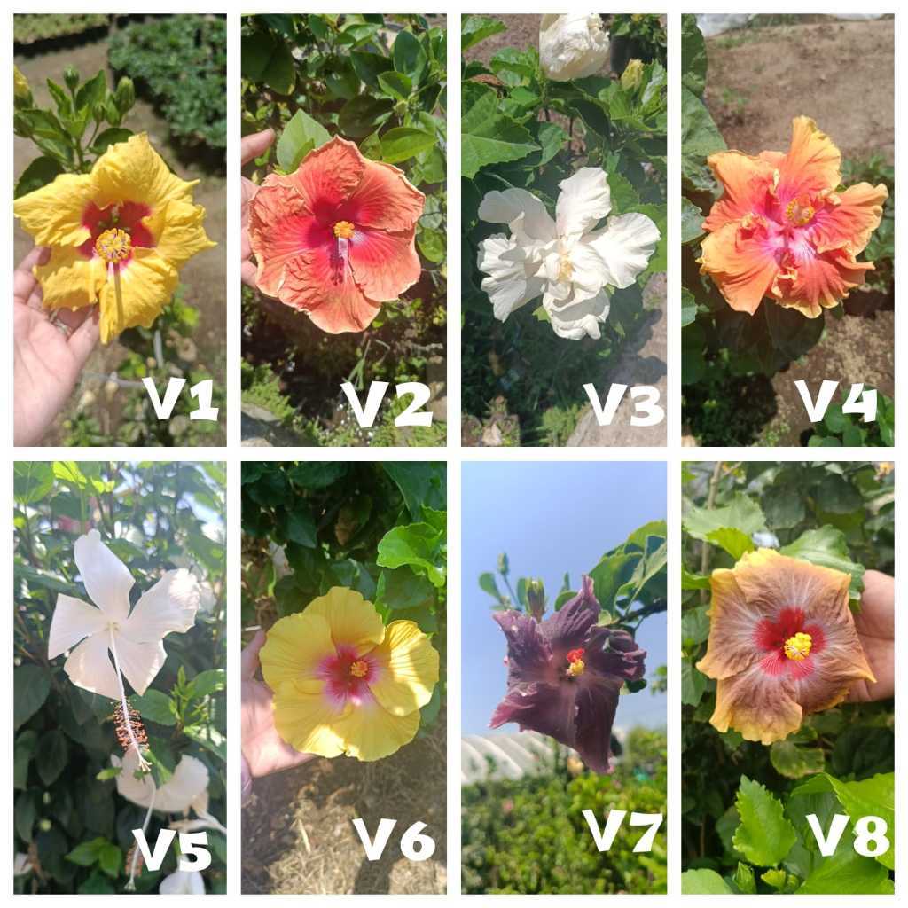 Hibiscus Hybrid (Hibiscus rosa-sinensis) - Bright & Beautiful Flowering Plant for Your Home Garden