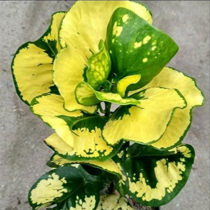Codiaeum variegatum – Vibrant Yellow Apple Croton | Colorful Foliage Plant for Home & Garden Decor