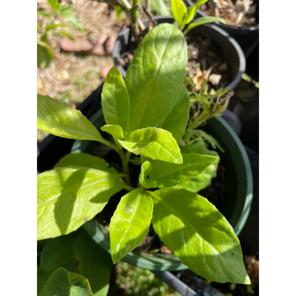 Sindo - Revitalize Your Garden with Gynura Procumbens The Powerhouse of Longevity Spinach