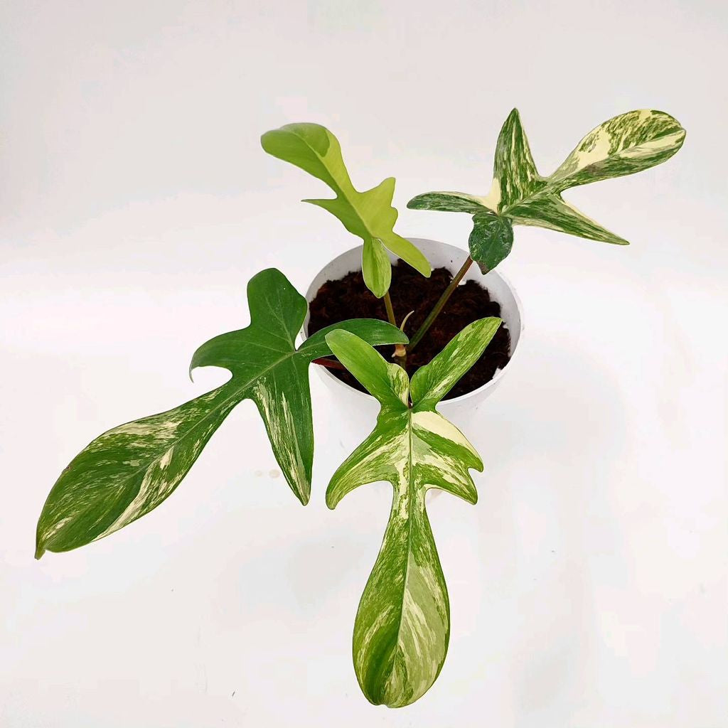 Sindo - Caring for Philodendron Florida Beauty Variegated Fresh Cuttings Year-round Care Guide