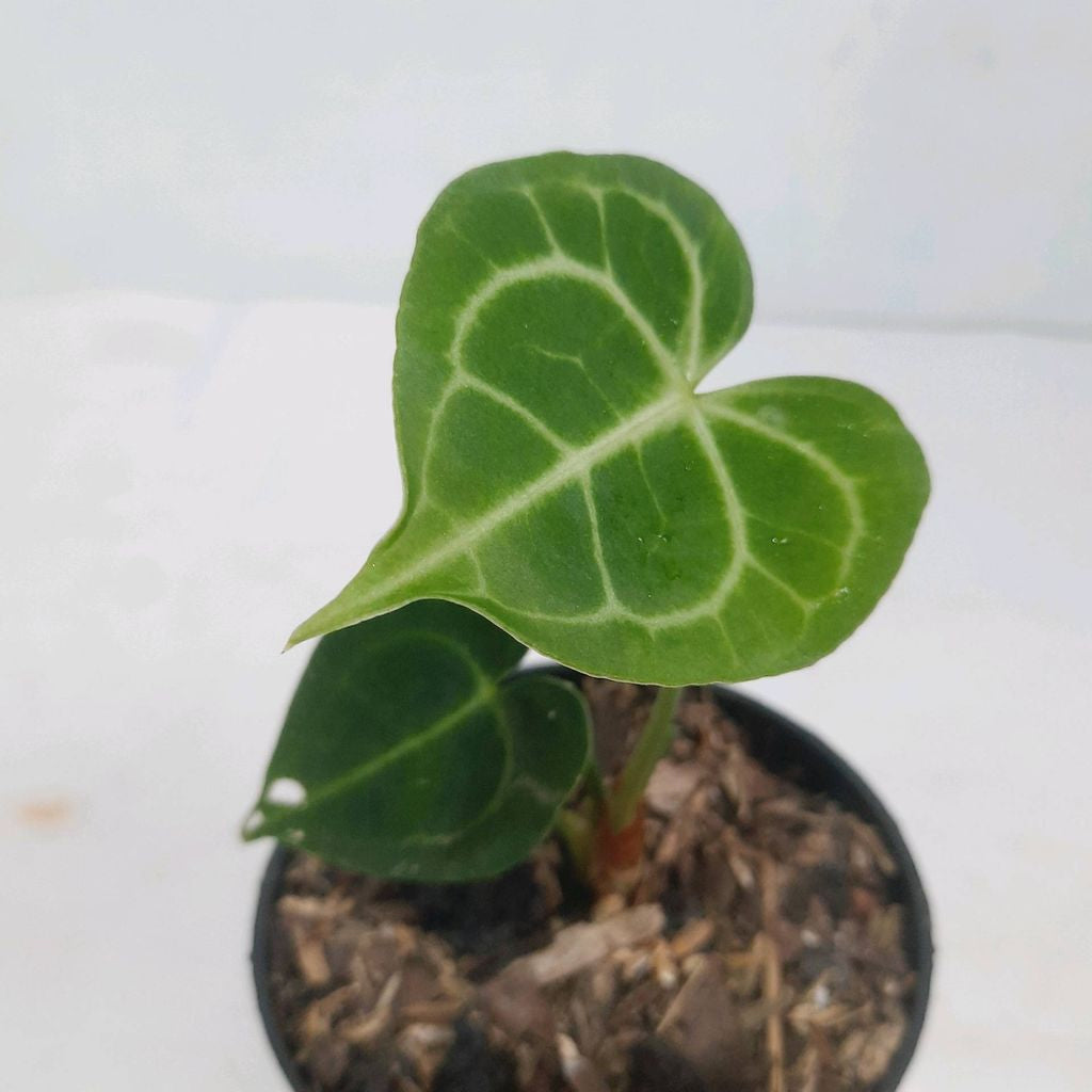 Sindo - Anthurium Clarinervium Unveiling the Majestic Beauty of Nature By Plantszone