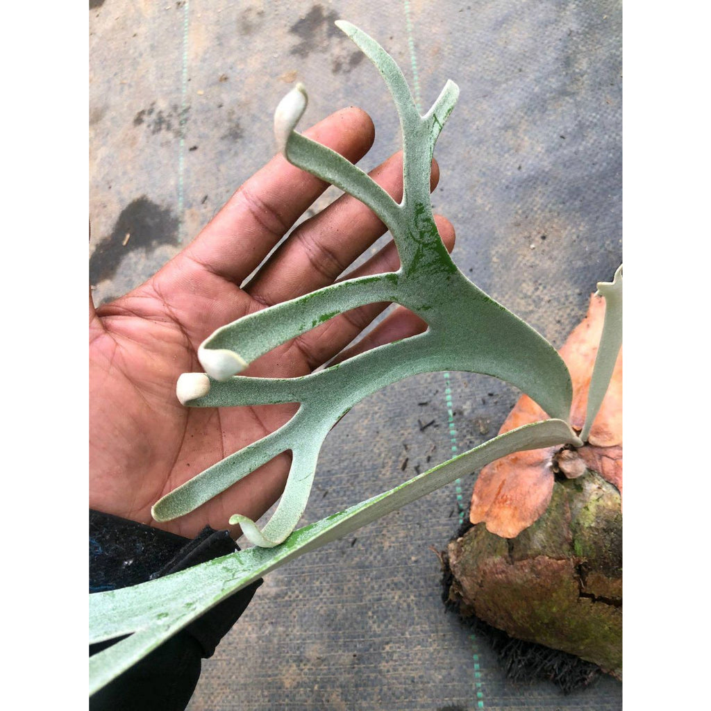 Sindo - platycerium willinkii Add Elegance and Charm to Your Indoor Garden Live Indoor Plant