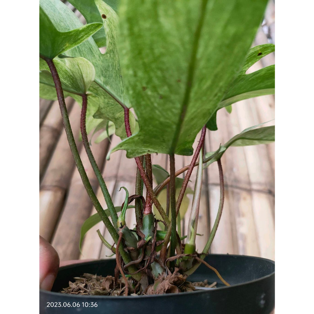 Sindo - Philodendron Florida Ghost A Ghostly Beauty for Your Indoor Garden Live Indoor Plant