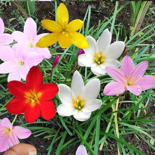 Sindo - Zephyranthes Mix Color | Colorful Rain Lily Plant for Indoor Joy & Balcony Garden Charm