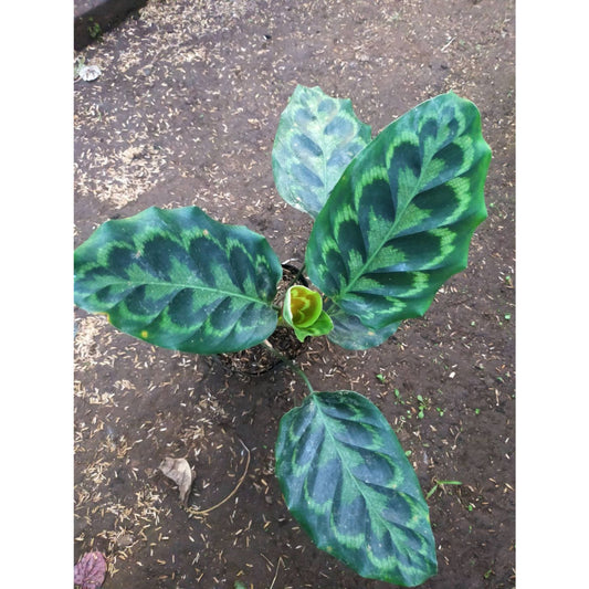 Sindo - Calathea Peacock A Striking Indoor Plant to Enchant Your Indoor Garden