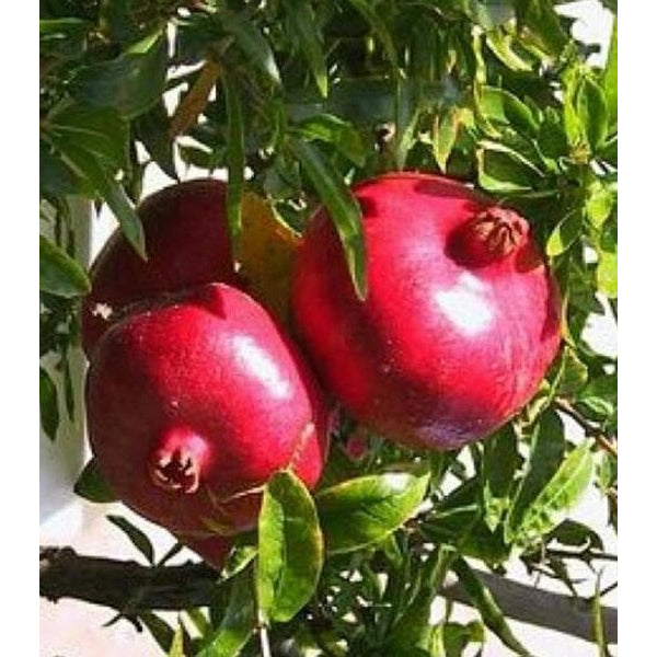 Sindo - Punica granatum Unveiling the Majestic Beauty and Nutritional Power of the Pomegranate Tree