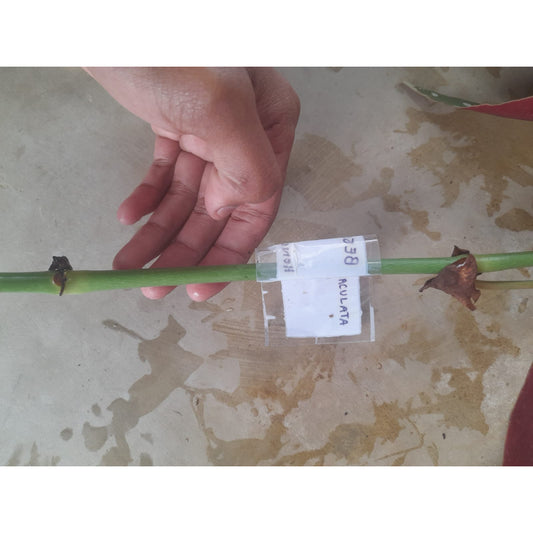 Sindo - Caring for Begonia Maculata Polkadot Fresh Cuttings Year-round Care Tips