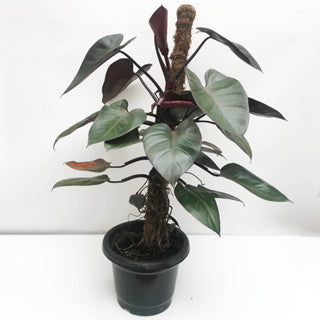 Sindo - Caring for Philodendron Dark Lord Fresh Cuttings Year-round Care Guide