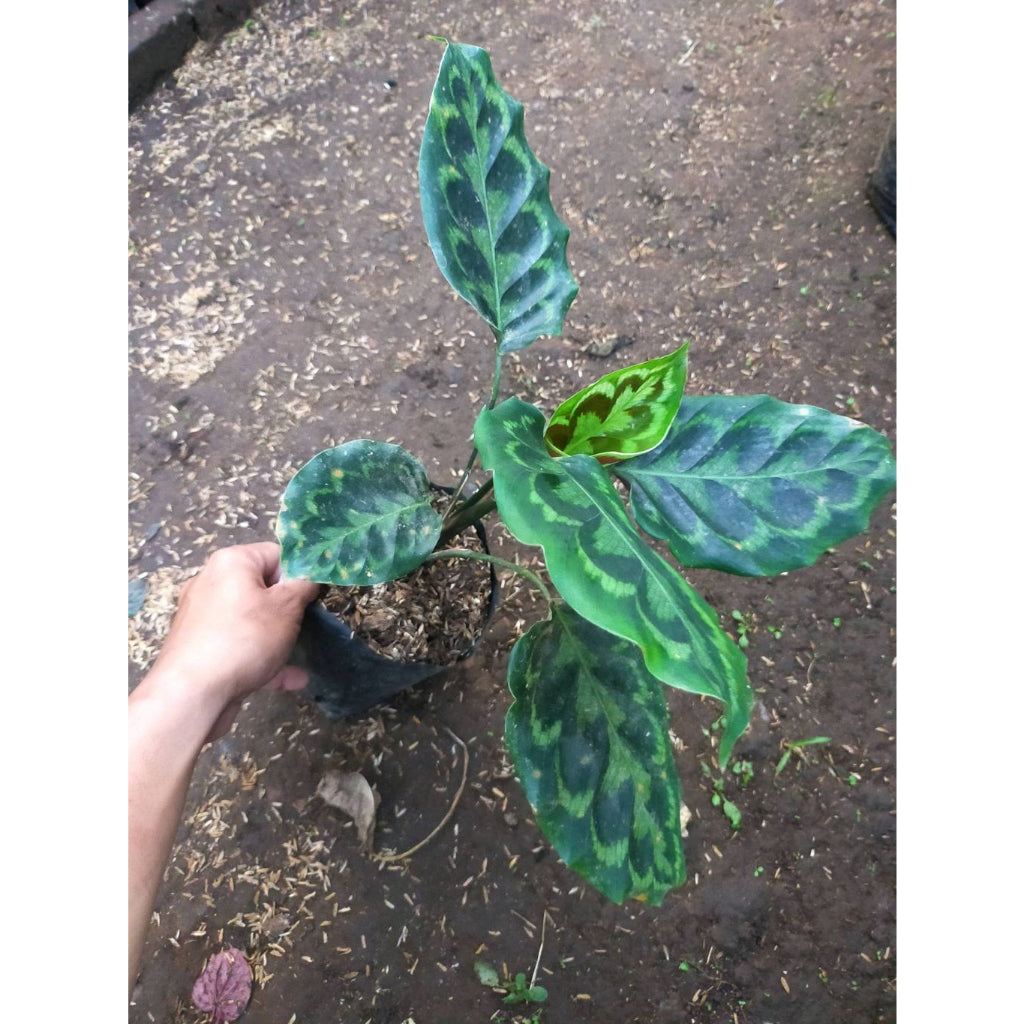 Sindo - Calathea Peacock A Striking Indoor Plant to Enchant Your Indoor Garden