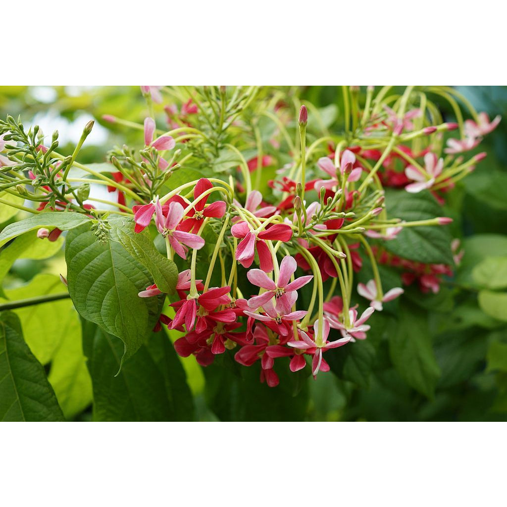 Sindo - Blooming Beauty Rangoon Creeper, Nature's Deligh