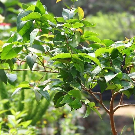 Sindo - Exotic Dewandaru Fruit Plant - Experience the Taste of Tropical Paradise