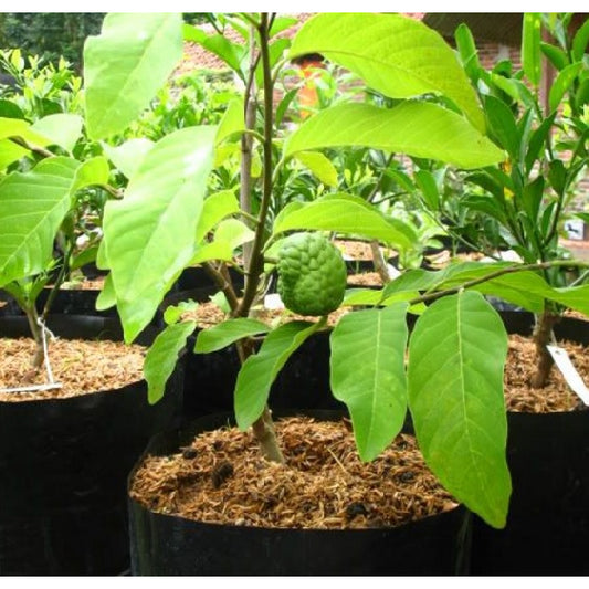 Sindo - Annona squamosa Embracing the Exotic Allure of Sugar Apple, Natures Sweet Delight