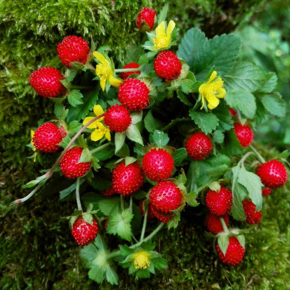 Sindo - Mock Strawberry Plant | Hardy, Beautiful, and Easy to Grow – Start Your Garden Today!