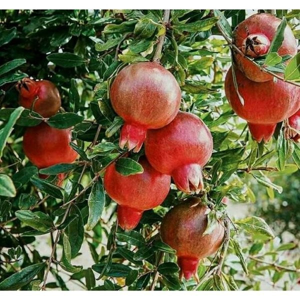 Sindo - Punica granatum Unveiling the Majestic Beauty and Nutritional Power of the Pomegranate Tree