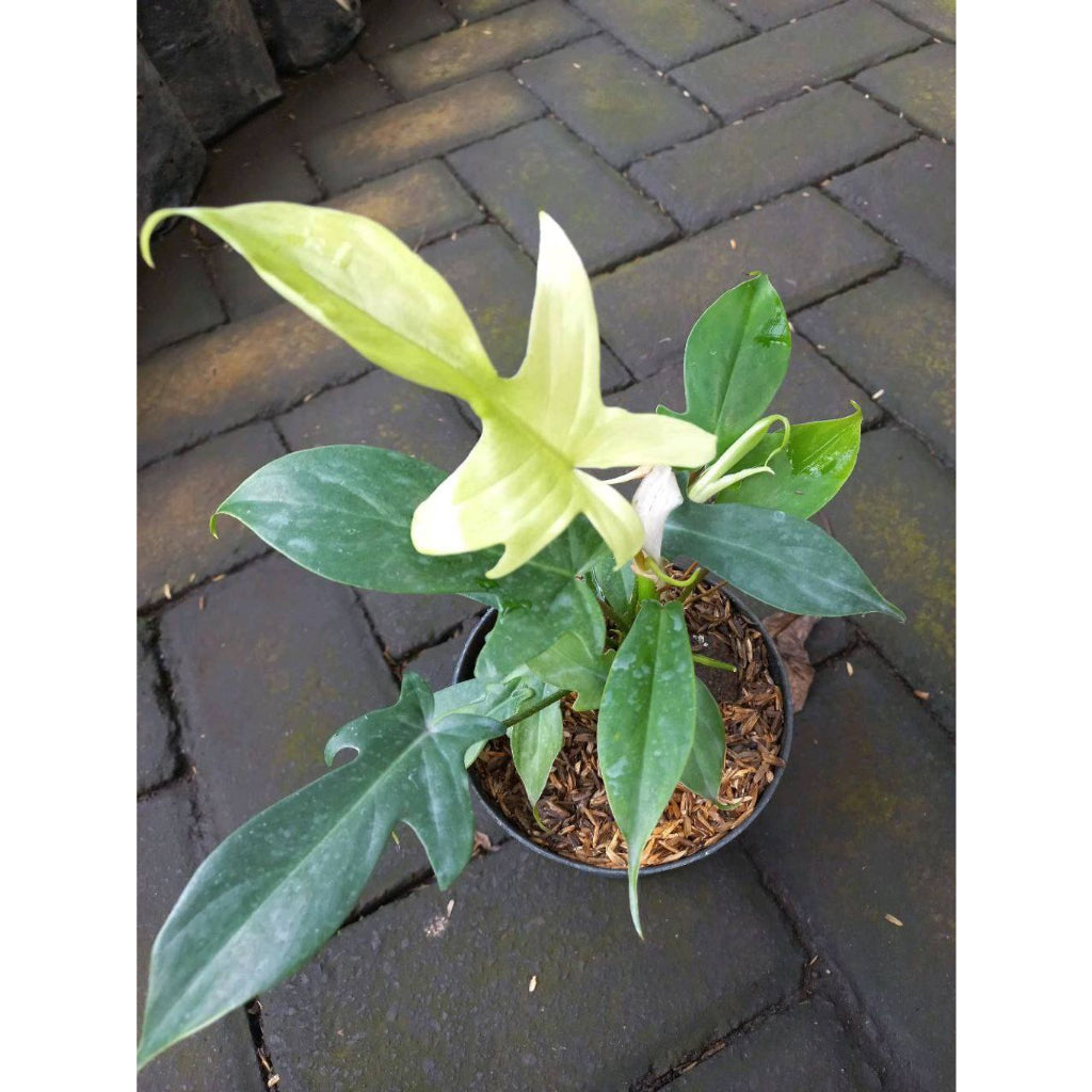 Sindo - Philodendron Florida Ghost A Stunning Indoor Plant for Your Gardening Oasis
