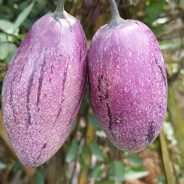 Sindo - Exotic Delight Solanum muricatum - Discover the Refreshing Sweetness of Nature's Melon Pear