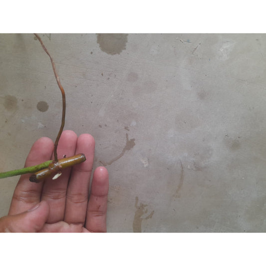 Sindo - Caring for Philodendron Florida Beauty Variegated Fresh Cuttings Year-round Care Guide