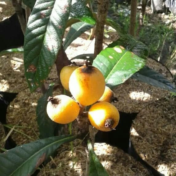 Sindo - Eriobotrya japonica The Enchanting Beauty of the Loquat Tree, a Treasure from the East