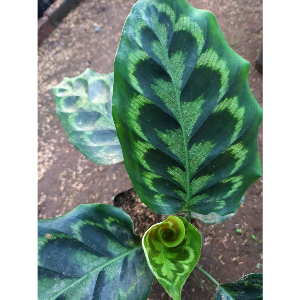 Sindo - Calathea Peacock A Striking Indoor Plant to Enchant Your Indoor Garden