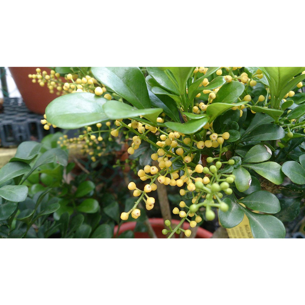 Sindo - Exquisite Fragrance Aglaia Odorata Lour - Elevate Your Garden