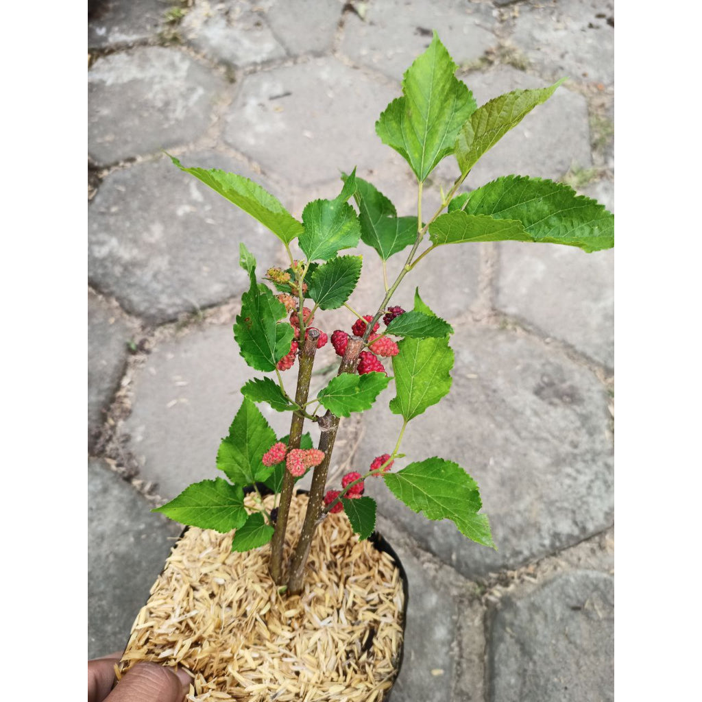 Sindo - Tropical Delight Morus - Your Exquisite Mulberry Tree for Gardening Bliss