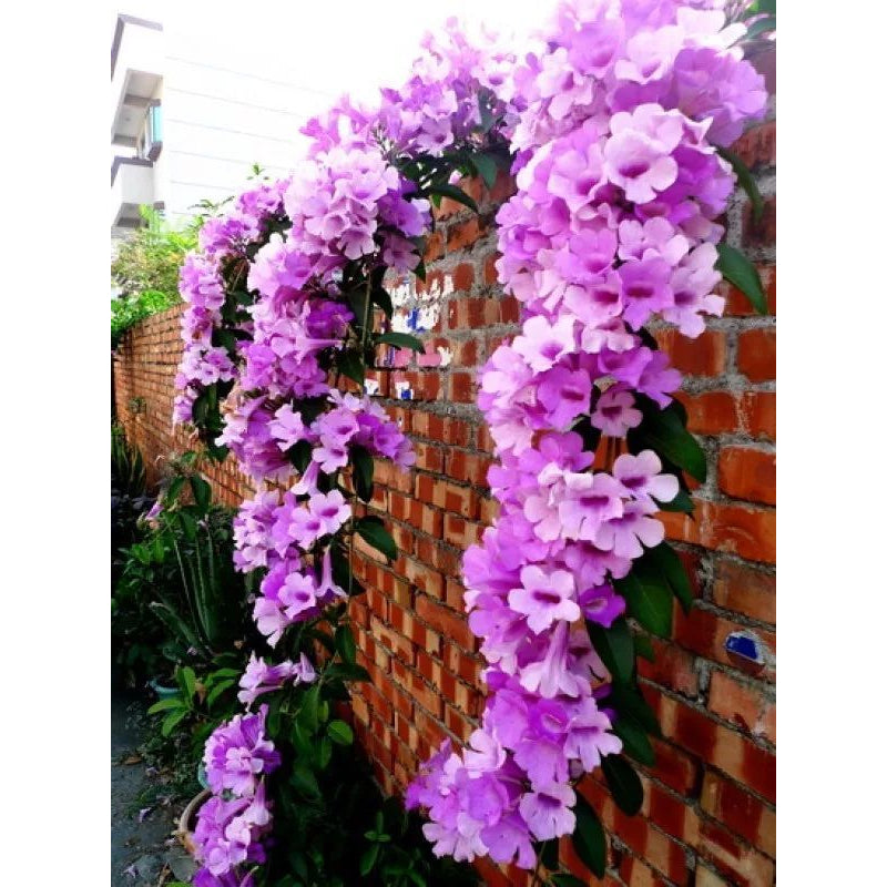 Sindo - Garlic Vine Mansoa Hymenaea, A Fragrant Delight for Your Garden