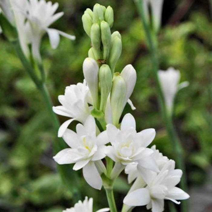 Sindo - Exquisite Fragrance and Elegance Discover the Beauty of Polianthes Tuberosa