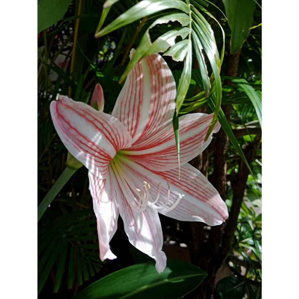 Sindo - Hippeastrum Reticulatum Exquisite Blooms and Majestic Splendor for Your Floral Haven