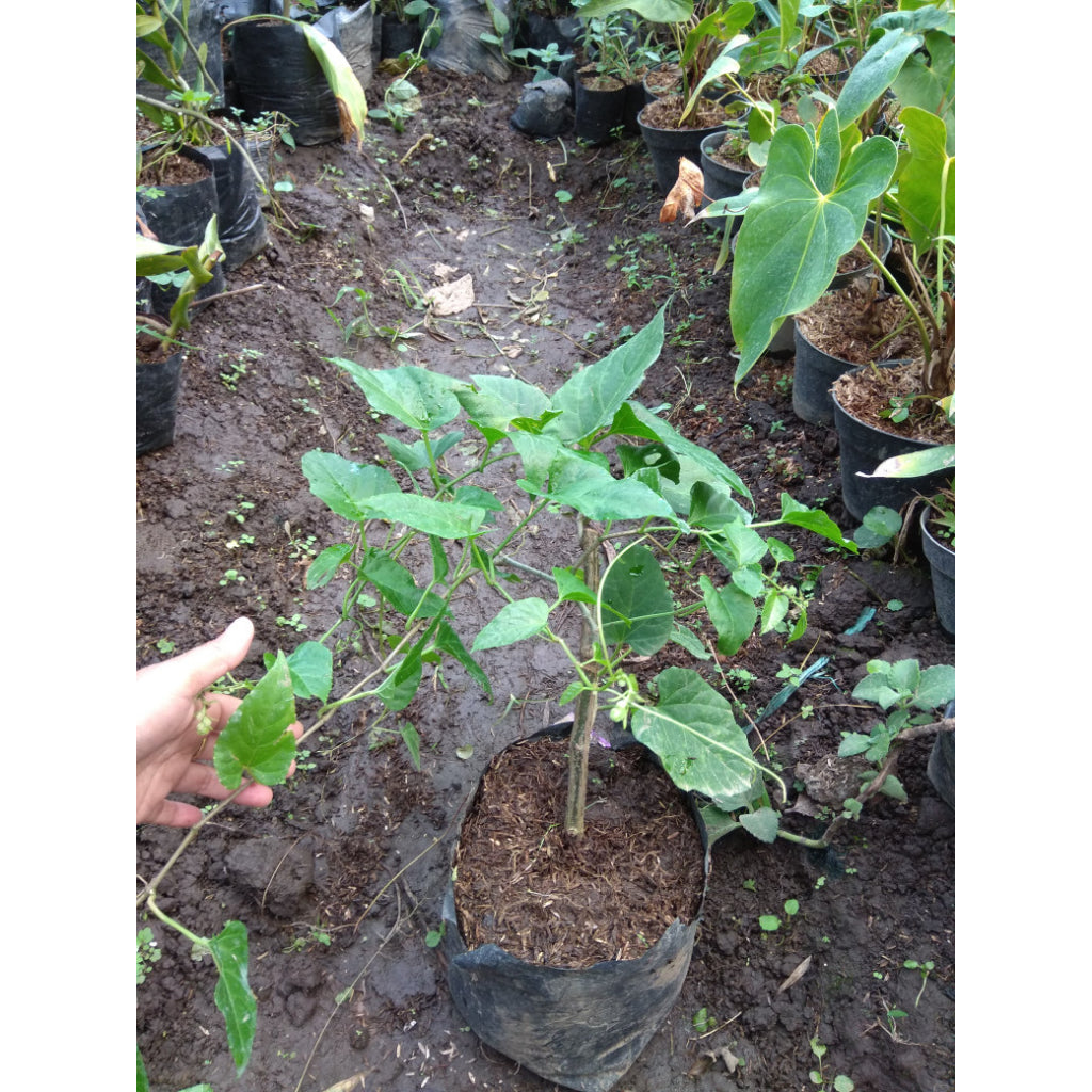 Sindo - Evergreen Wonder Cissus sicyoides, Nature's Health Booster