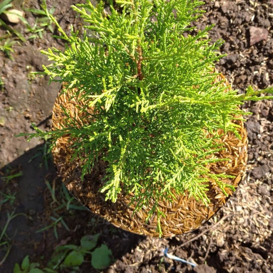 Sindo - Whispering Aroma Embrace Tranquility with Fragrant Juniper Rentes by Krapyak