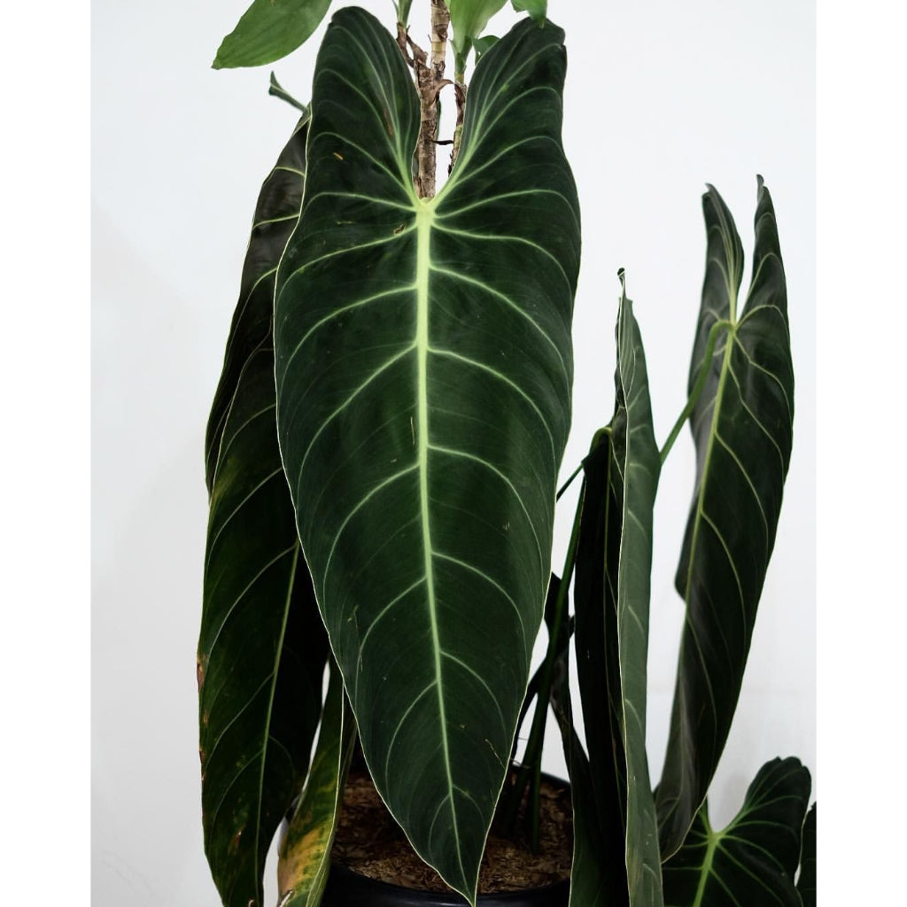 Sindo - Philodendron Melanochrysum Fresh Cutting Unleash the Beauty of Nature in Your Home