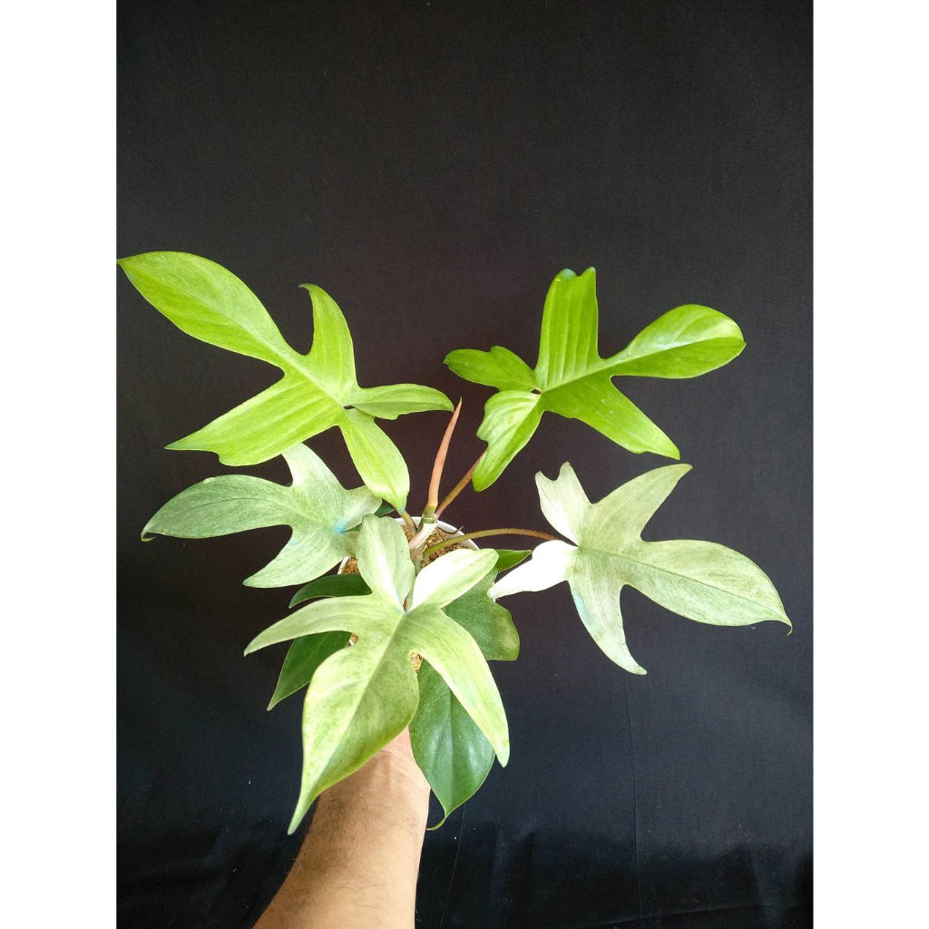 Sindo - Philodendron Florida Ghost Ethereal Beauty for Your Indoor Jungle