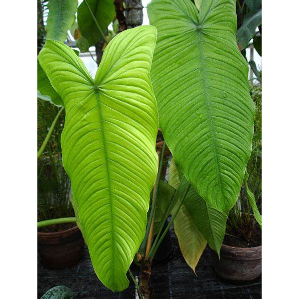Sindo - Exquisite Philodendron Tenue Fresh Cutting Captivating Indoor Plant for Your Home