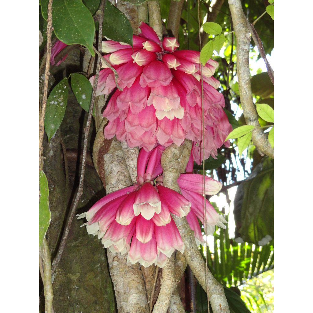 Sindo - Tecomanthe Dendrophila Revealing the Enchanting Beauty of Nature's Tropical Climber