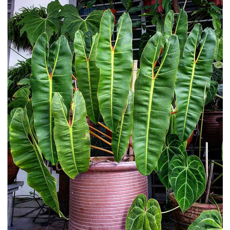 Sindo - Caring for Philodendron Ataba x Billitiae Fresh Cuttings Year-round Care Guide