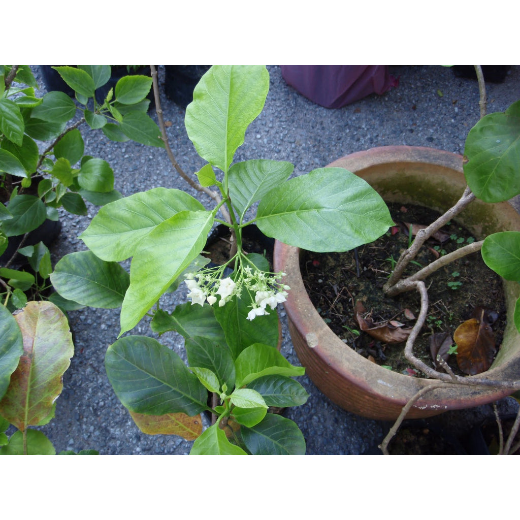 Sindo - Exquisite Elegance Vallaris Glabra, The Bread Flower, a Delightful Addition to Your Garden