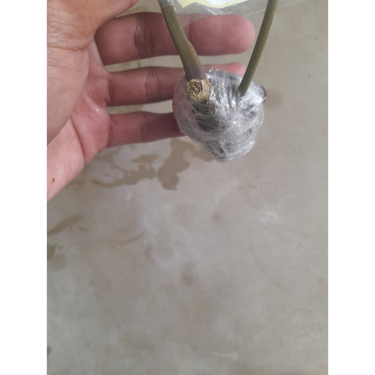 Sindo - Caring for Philodendron Ataba x Billitiae Fresh Cuttings Year-round Care Guide