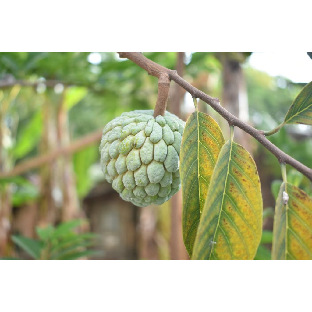 Sindo - Annona squamosa Embracing the Exotic Allure of Sugar Apple, Natures Sweet Delight