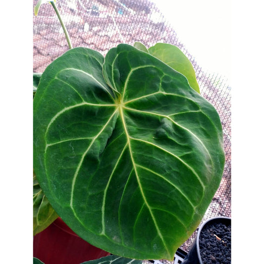 Sindo - Anthurium Magnificum Hybrid Exquisite Beauty for Your Indoor Oasis