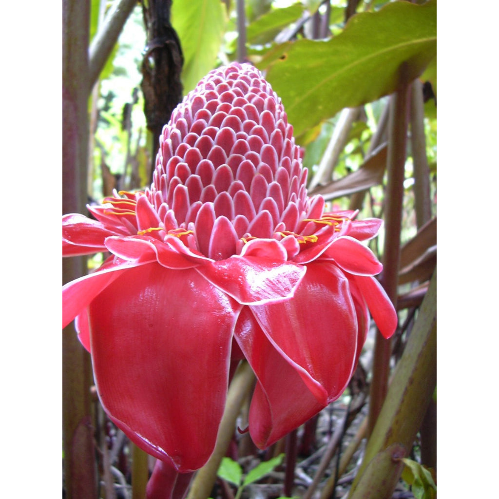Sindo - Torch Ginger Kecombrang Exotic Beauty for Your Garden ByKrapyak