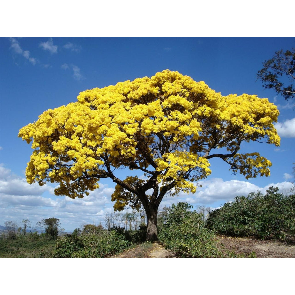 Sindo - Enhance Your Garden with Tabebuia Caraiba Vibrant Beauty for Gardening Enthusiasts