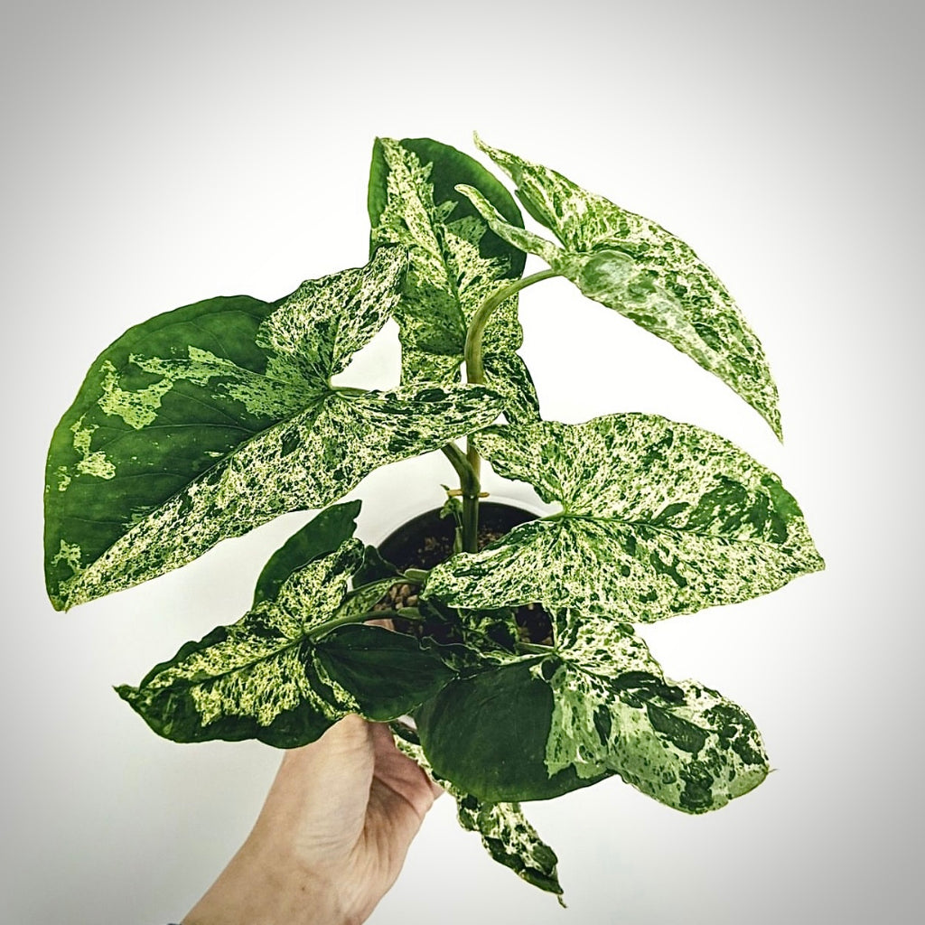 Sindo - Caring for Syngonium Mojito Fresh Cuttings Year-round Care Guide