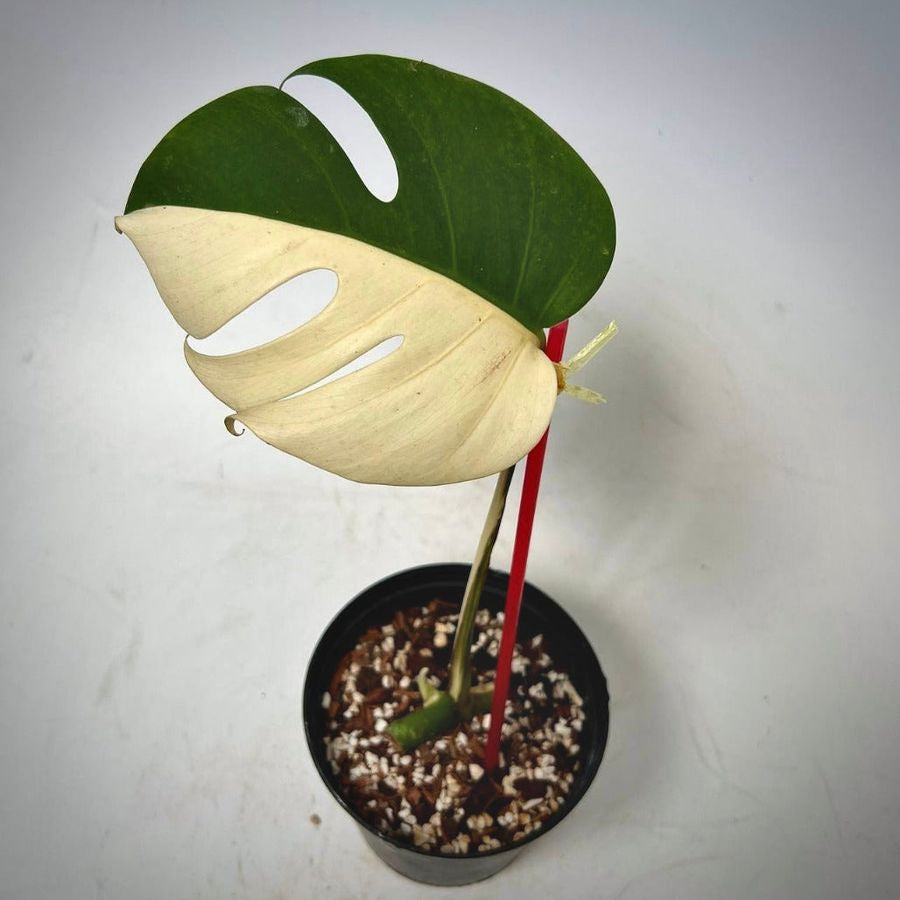 Sindo - Monstera Albo Variegated Fresh Cutting A Rare Beauty for Your Indoor Oasis